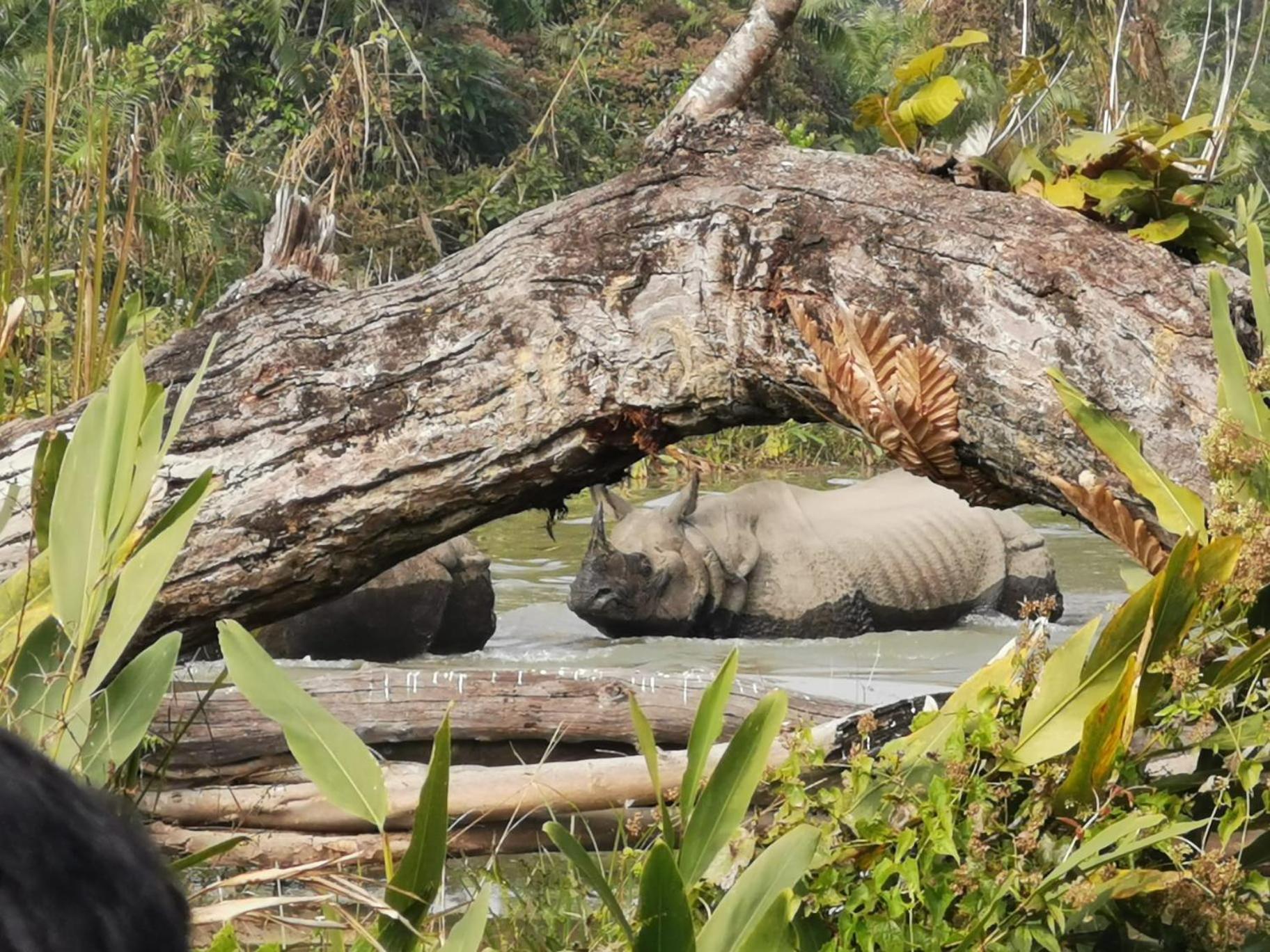 Bamby Chilling House - Feel The Nature Sauraha Ngoại thất bức ảnh