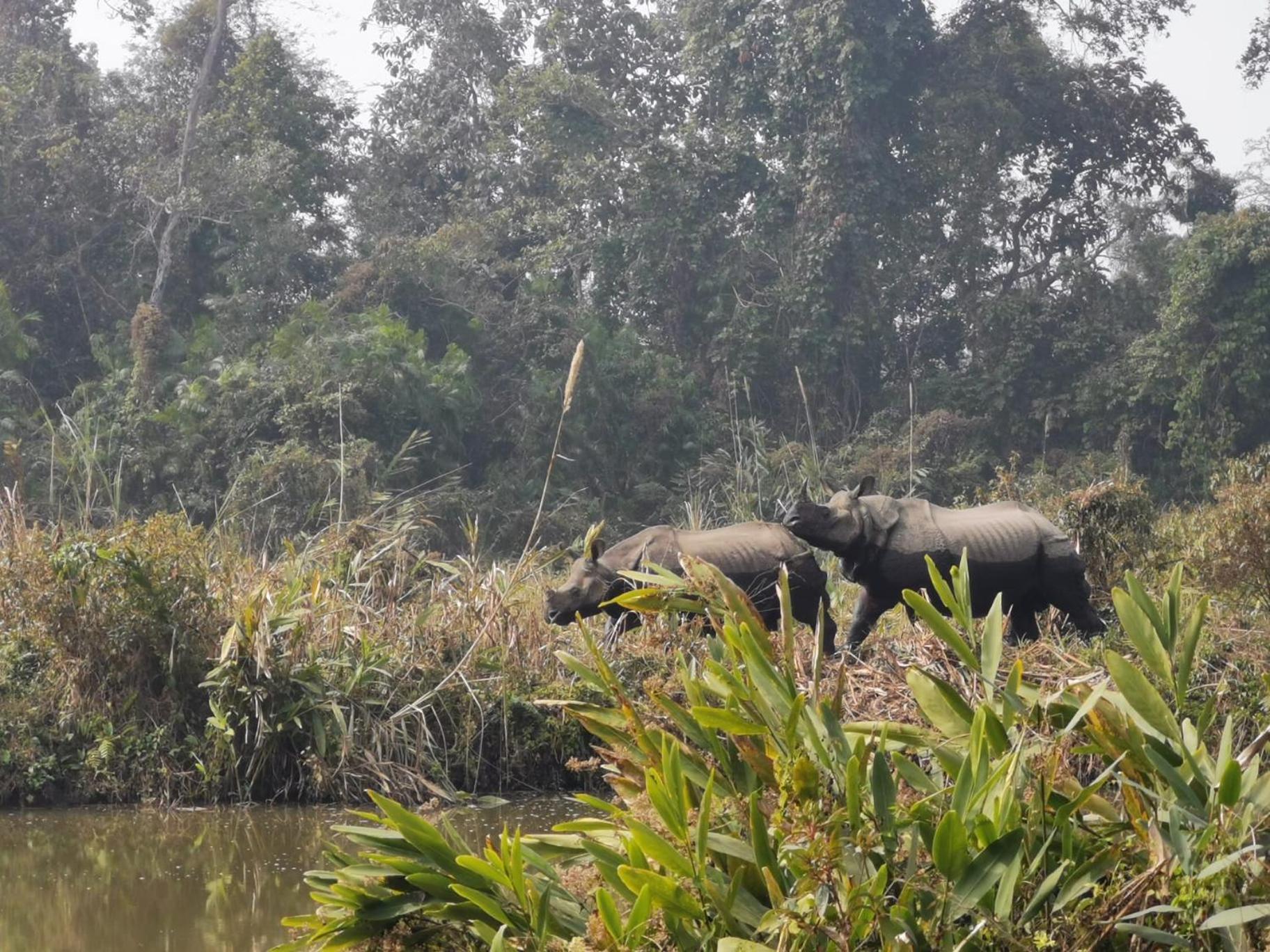 Bamby Chilling House - Feel The Nature Sauraha Ngoại thất bức ảnh