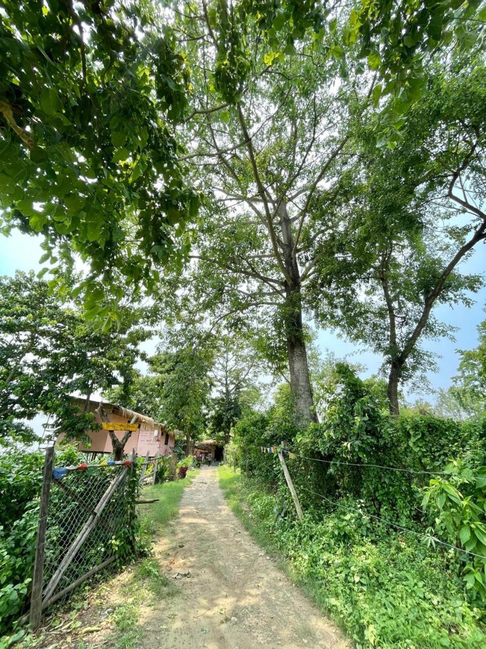 Bamby Chilling House - Feel The Nature Sauraha Ngoại thất bức ảnh
